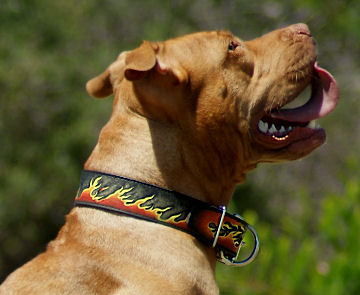 Badass pitbull collars clearance
