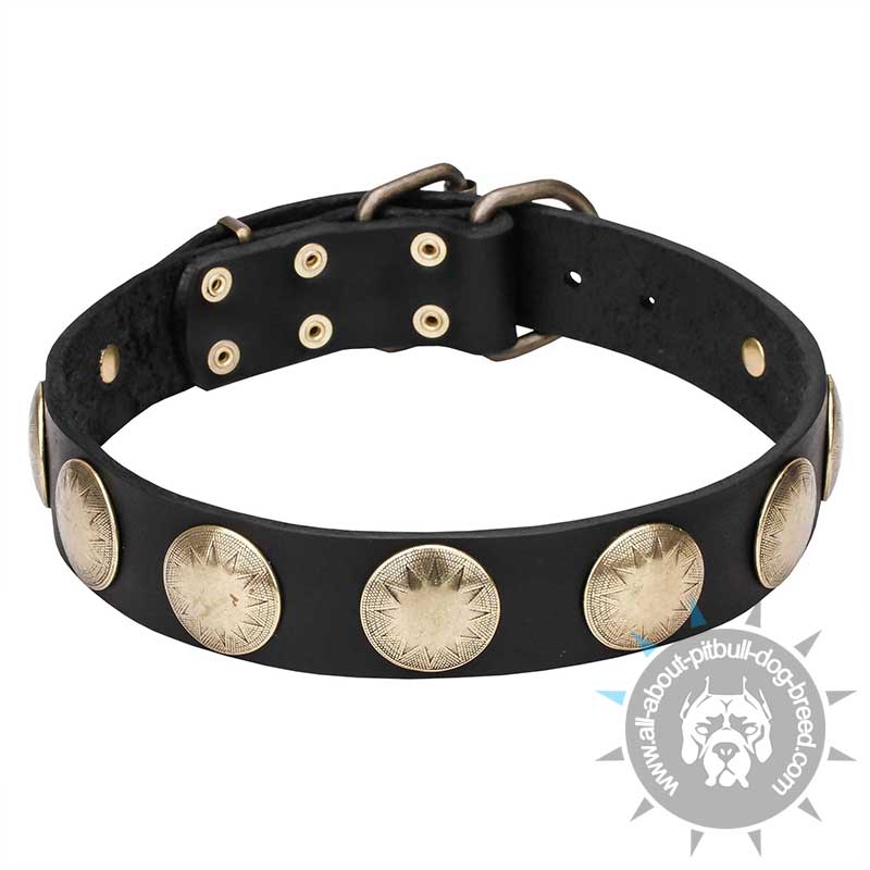 'Hip and Edgy' Leather Pitbull Collar with Brass Round Medallions - Click Image to Close