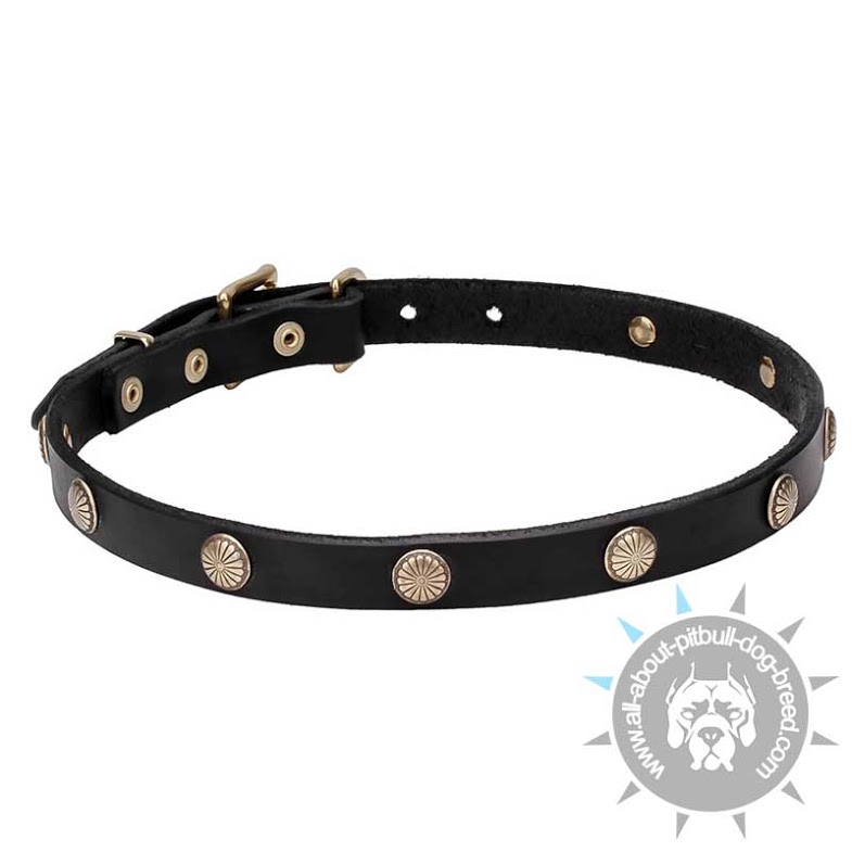 "Sunny Beams" Genuine Leather Dog Collar with Engraved Brass Studs