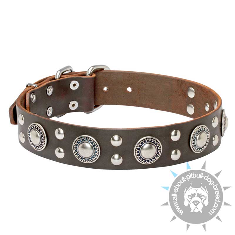 "Rock n Roll' Leather Pitbull Collar with Fancy Decorations