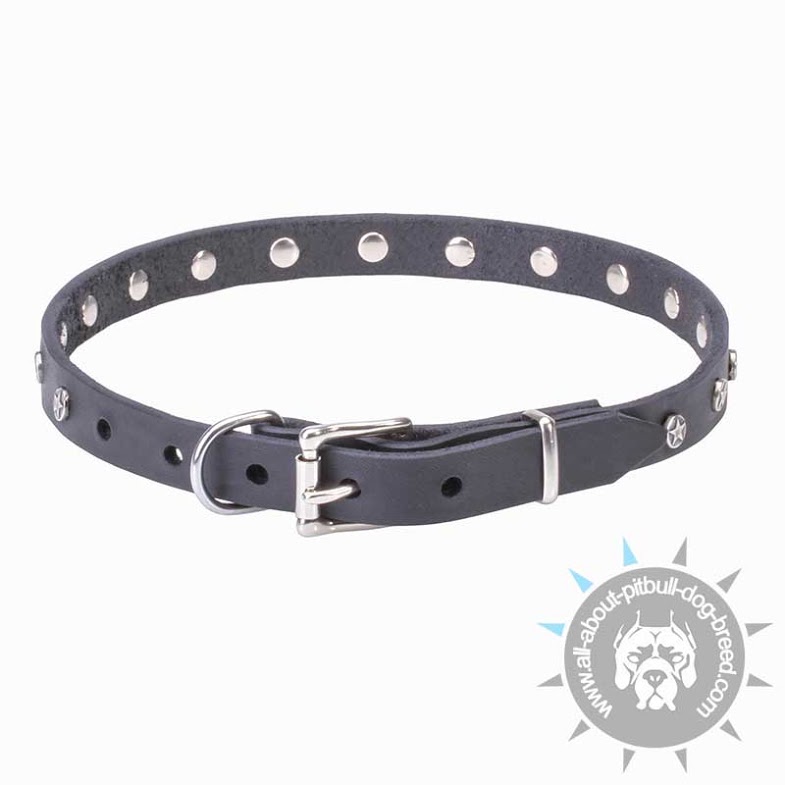 "Stellar" Narrow Leather Pitbull Collar with Nickel Plated Studs
