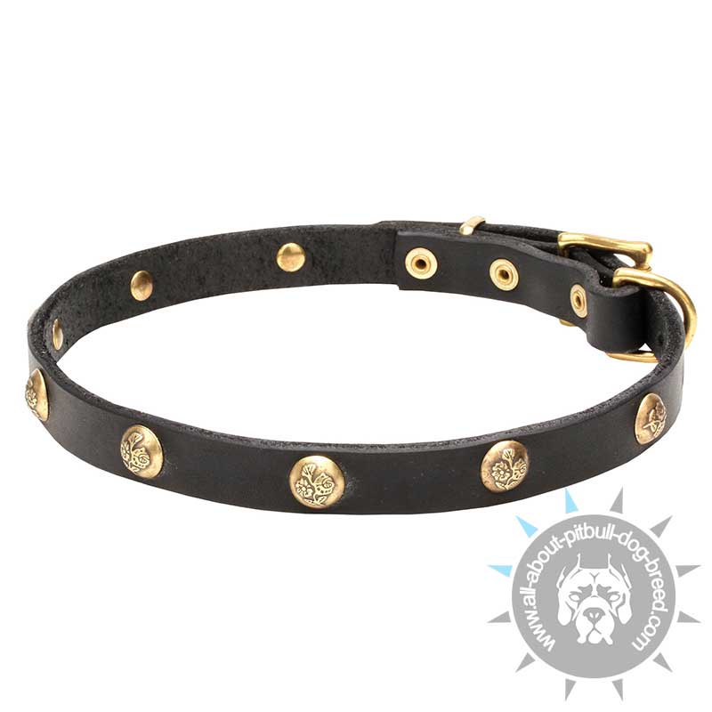 'Stamped Studs' Narrow Leather Dog Collar with Brass Adornment