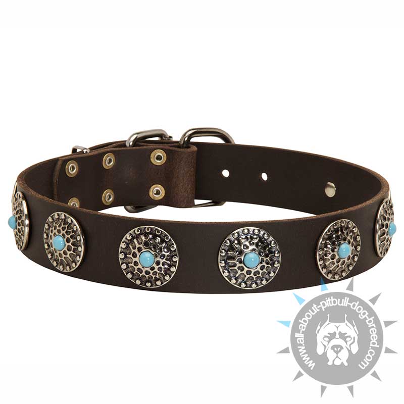 Pitbull Leather Dog Collar & Silver Plated Circles plus Blue Stones