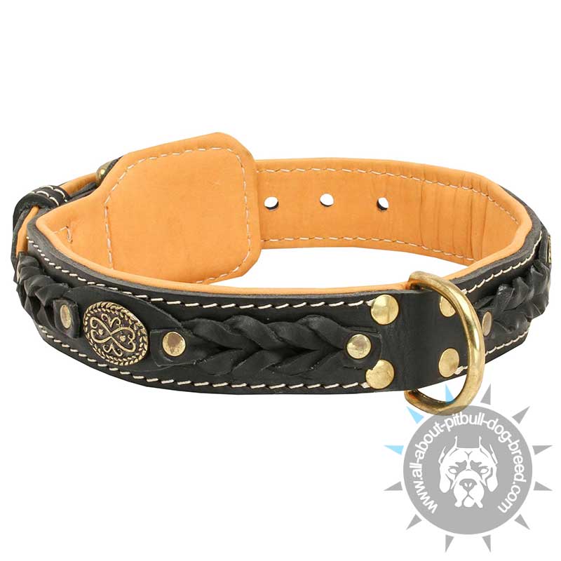 APBT Beautiful Nappa Padded Hand Made Leather Dog Collar
