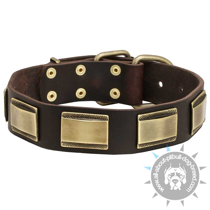 Designer Dog Collar with Old-looking Brass Plates for Pitbull