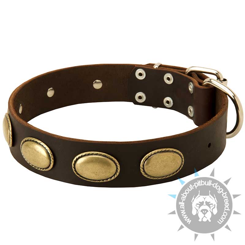 Designer Dog Collar - Exclusive Leather Collar for Pitbull-High Quality Decorated Collar