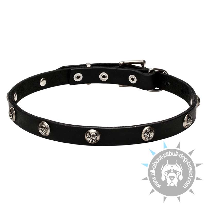 "Lucky" 20 mm Pitbull Leather Collar with Engraved Nickel Studs