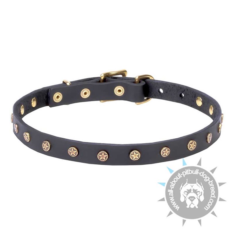 Studded Leather Narrow Collar with Brass Stars for Pitbull