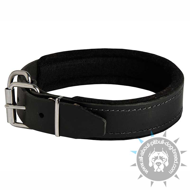 Leather Pitbull Collar with Thick Felt Padding - 1.5" width