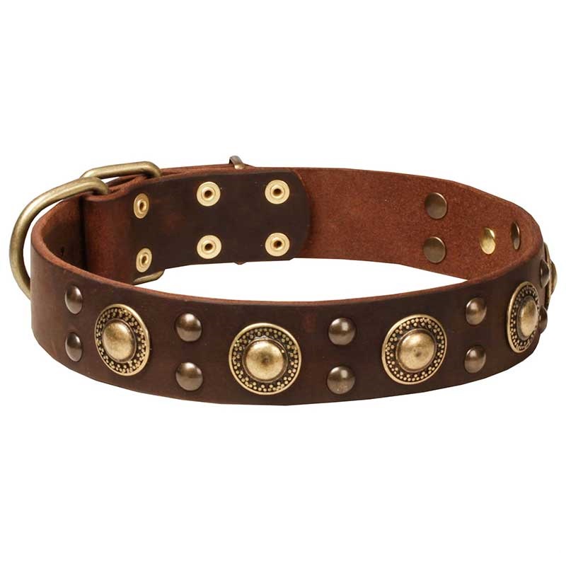 "Space-like" Leather Pitbull Collar with Brass Circles