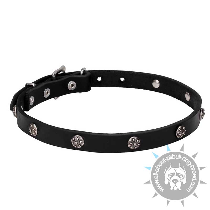 "Sparkling Beauty" Leather Dog Collar with Engraved Studs of Chrome Plated Steel
