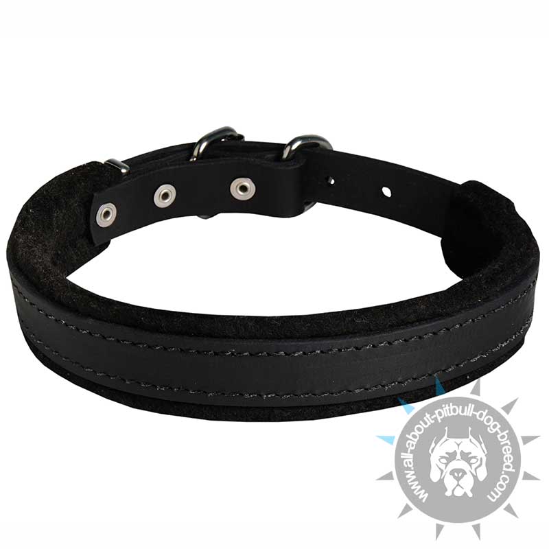 Innovative Pitbull Collar - Felt Padded Leather Dog Collar for Attack/Agitation training 1 inch (2.5cm) width
