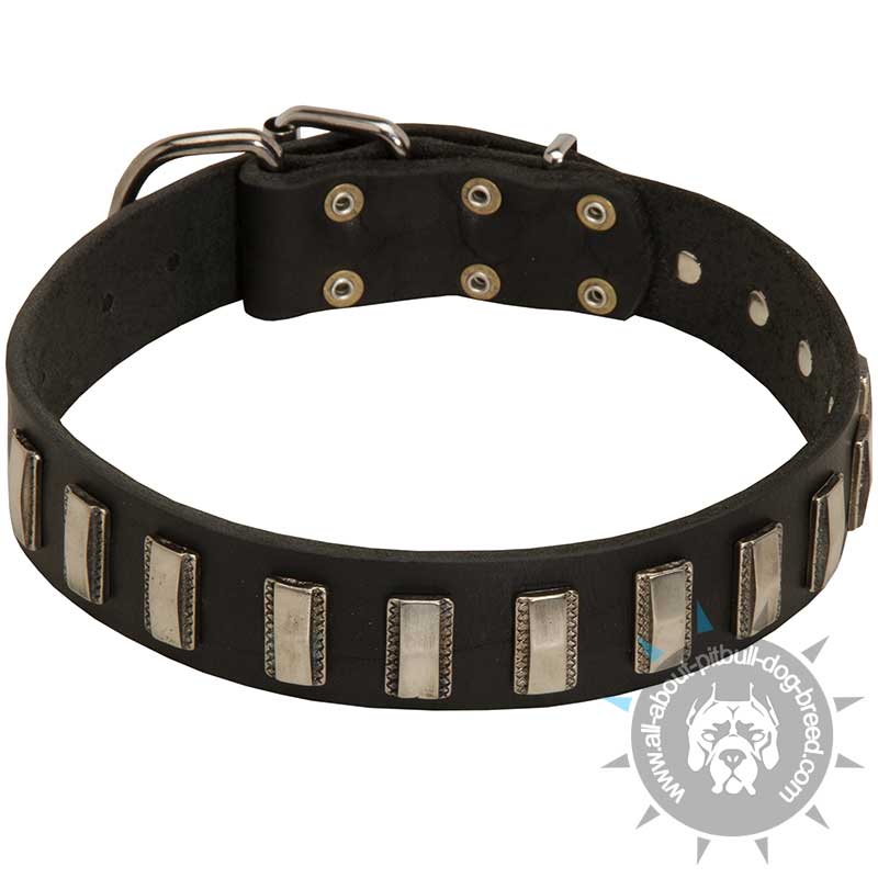 Classy Leather Dog Collar with Glaring Vertical Plates for Pitbull Dog