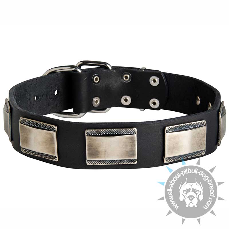 Luxury Leather Canine Collar with Large Nickel Plates for Pitbulls