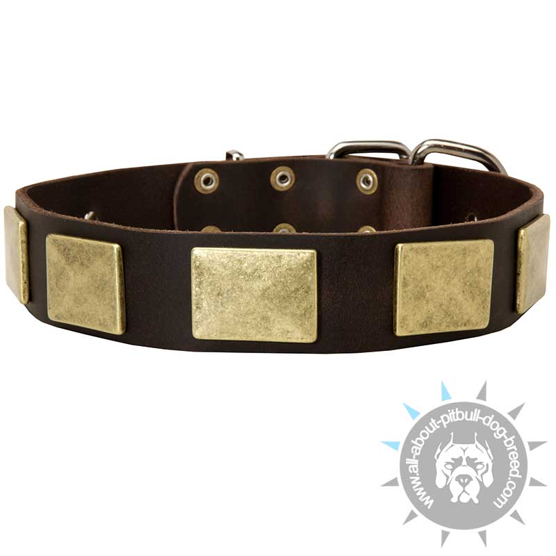 Showy Leather Dog Collar with Large Brass Plates