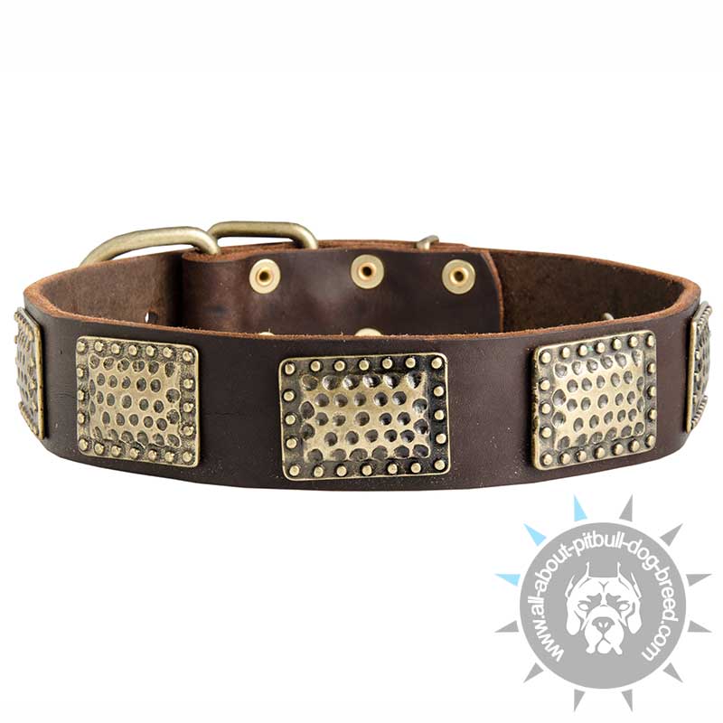 New Leather Dog Collar with Vintage Brass Plates For Pitbull