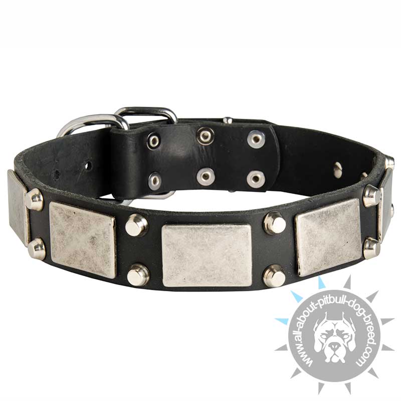 Precious Pitbull Collar - 2 Pyramids + Plate Adorned Leather Collar