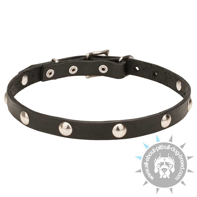 "Shiny Necklace" Leather Dog Collar with Chrome Plated Round Studs 3/4 Inch (20 mm) Wide - Click Image to Close