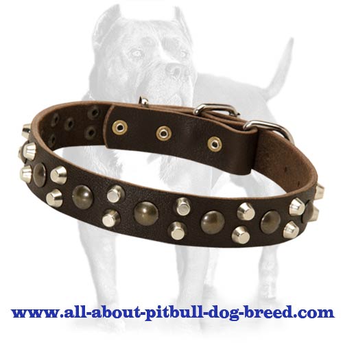 Custom Studded Leather Dog Collar for Pitbull