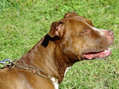 Brass Fur Saver Dog Collar