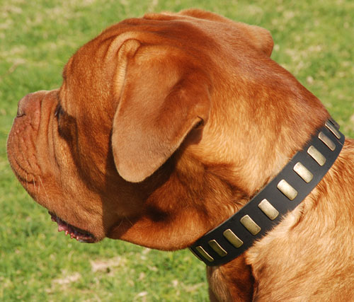 Matchless Leather Dog Collar With Plates - Wide & Comfy Wear for APBTs