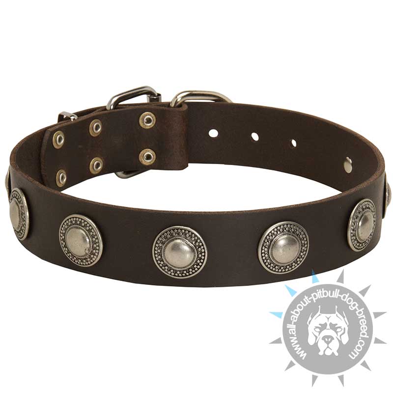 Leather Dog Collar with Silvery Conchos
