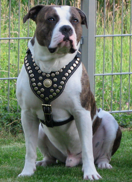 PITBULL BEST DOG HARNESS- ROYAL PADDED LEATHER HARNESS
