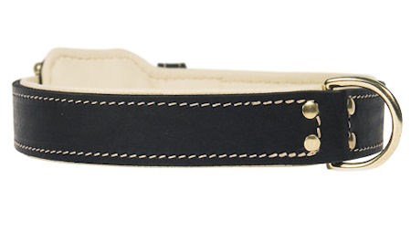 Riveted Leather Dog Collar for Pitbull