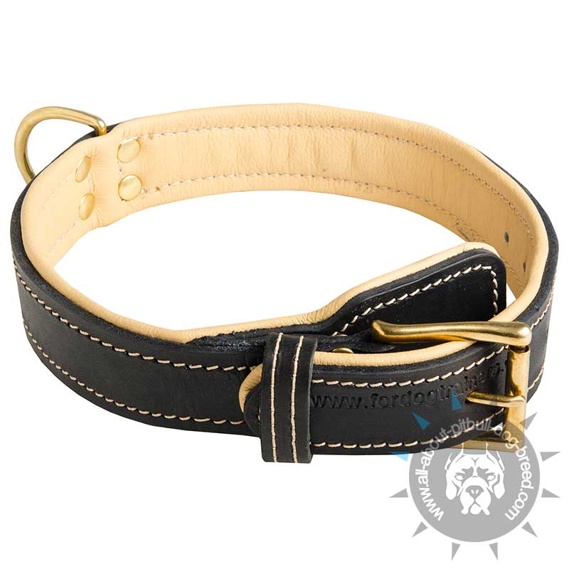 Exclusive Leather Dog Collar with Royal Nappa Padding