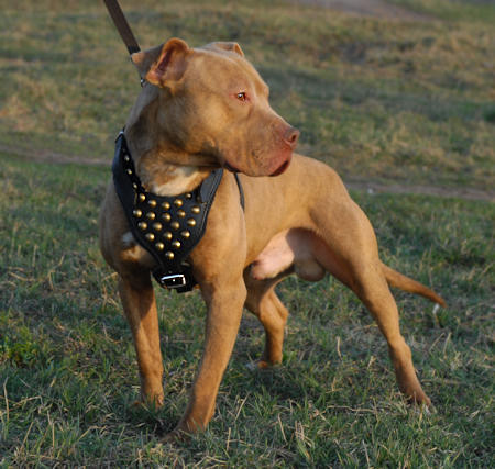 pit bull terrier dog harness