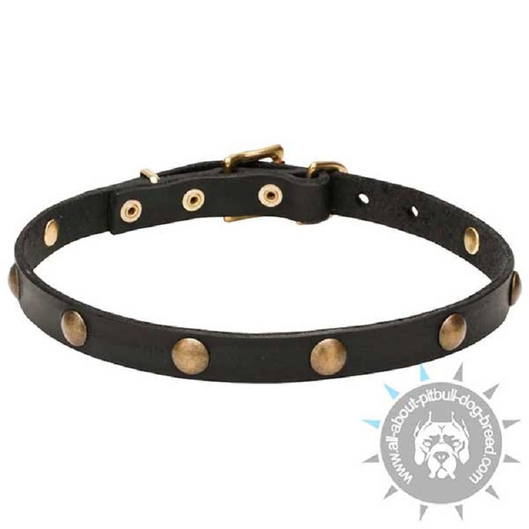 'Elegant Beauty' Leather Pitbull Collar with Brass Fittings