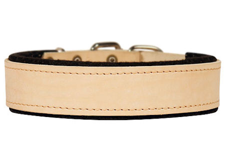 Traditional Leather Dog Collar for Pitbull