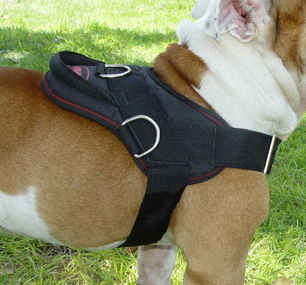 Looking for Big Dog Freedom Harness for Pitbull