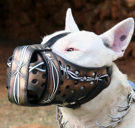 Bull Terrier Hand painted leather Muzzle "Dondi" Plus