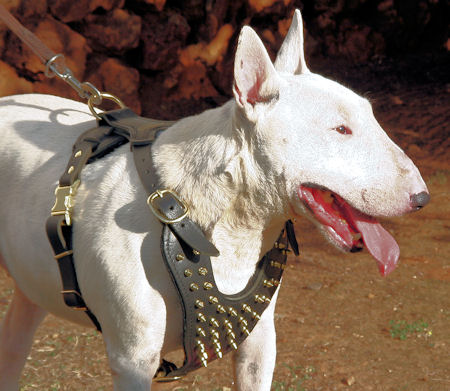 Bull Terrier leather spiked dog harness -Brass dog harness