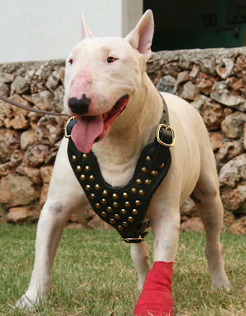 Bull Terrier Studded Walking dog harness American PitBull Terrier Harness Collar Leash Muzzle Pitbull Supplies 2024 BUY NOW