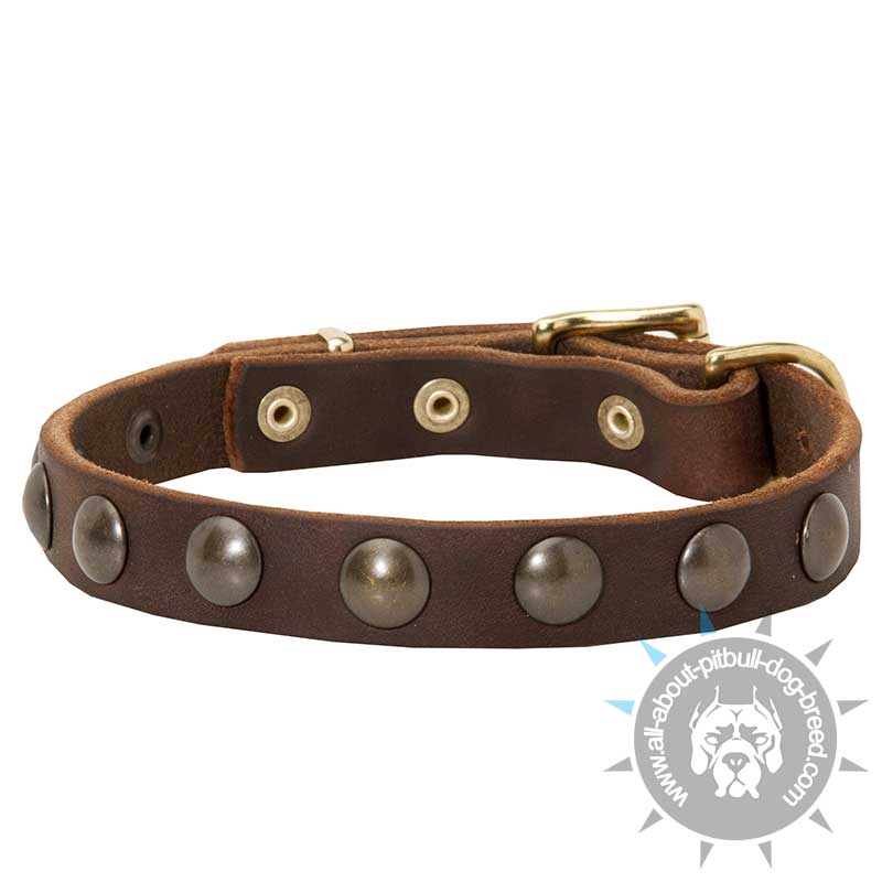 Fancy Studded Leather Dog Collar