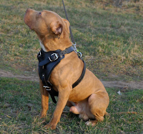 Sturdy Agitation/Protection Leather Dog Harness