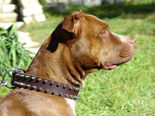 2 inches Leather Silver Studded Dog Collar for Large Breed Pit Bull Terrier 
