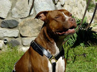 black harness for pitbull