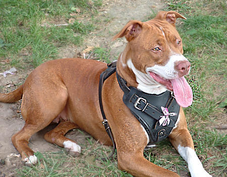 Pitbull Leather Dog Harness for Tracking, Training, Walking