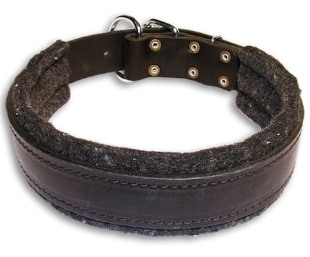 PITBULL Padded Black dog collar 20 inch/20'' collar - C24