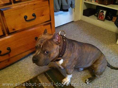 Tiger wearing his new spacial 33 brown braided collar - another angle Tiger wearing our fascinating collar, look at this gorgeous dog