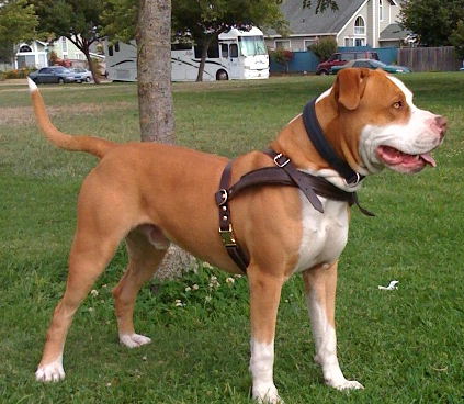 Pitbull Leather Dog Harness for Tracking, Training, Walking