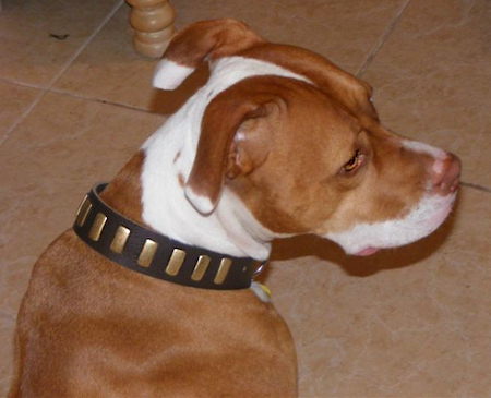 Designer Leather Dog Collar For Pitbull-American Pit Bull Terrie