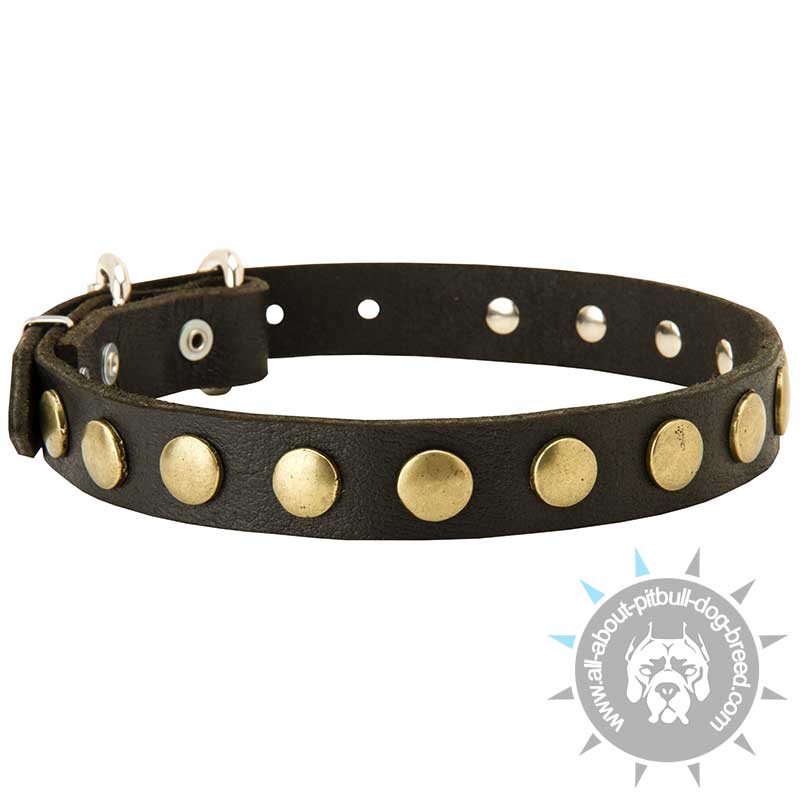 Universal Leather Collar for Pitbull