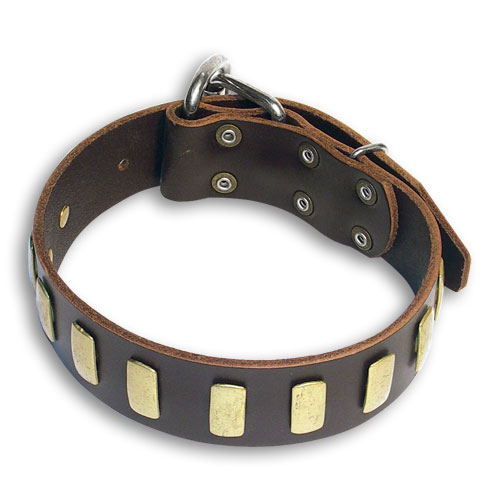 PITBULL Quality Brown dog collar 20 inch/20'' collar - S33p