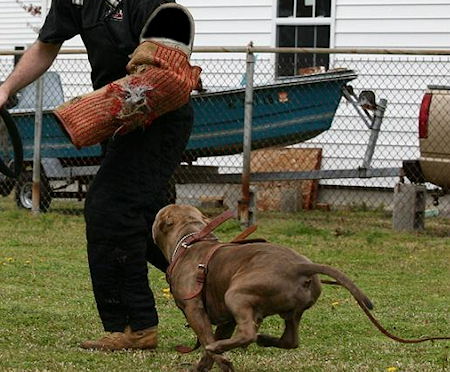 Pitbull obedience sales training