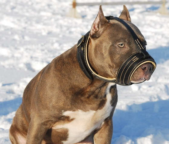 Royal Nappa Leather Dog Muzzle - product code: M88