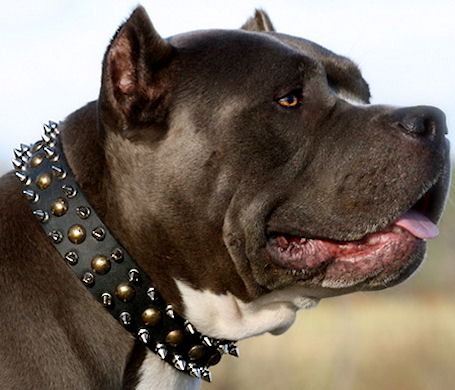 LEATHER DESIGNER DOG COLLAR, BRASS STUDDED WITH STAFFY KNOT 14-18 ALL  COLOUR